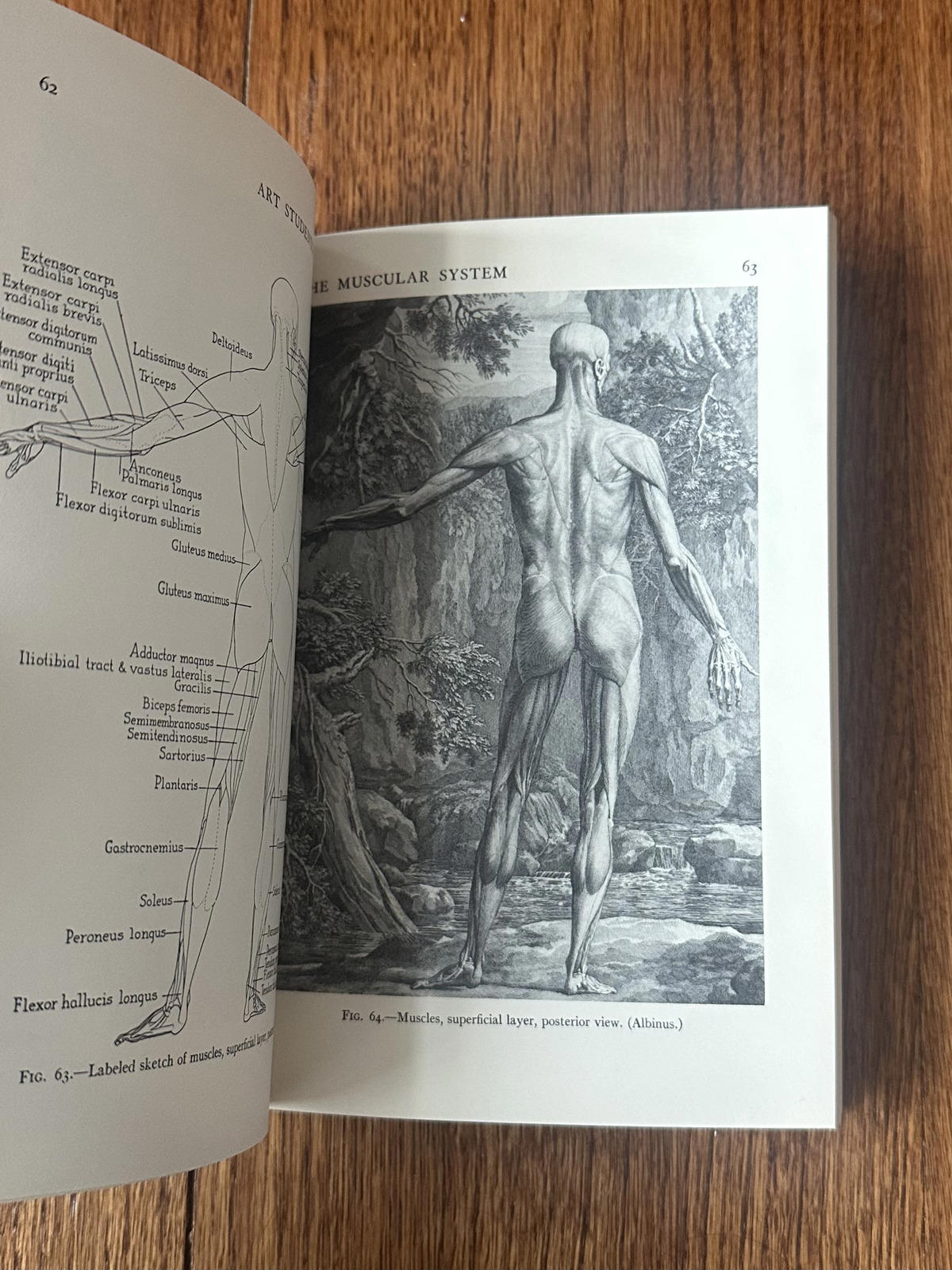 1961 Art Students' Anatomy by Edmond J. Farris Paperback Book Illustrated